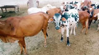 cow video cholistani Australian nukra sahiwal roj [upl. by Etterraj]