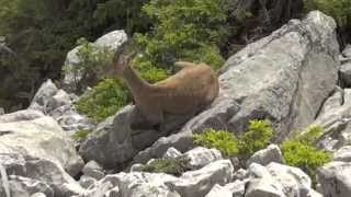 Bouquetin des Alpes Chablais [upl. by Acirrehs]