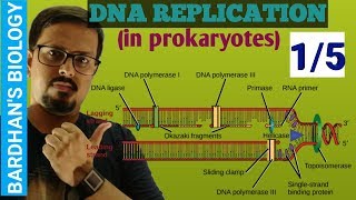 DNA REPLICATION in prokaryotes in HINDI 15 [upl. by Yokum]