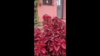 siamese Cranky Cat in beautiful red ferns [upl. by Nabla]