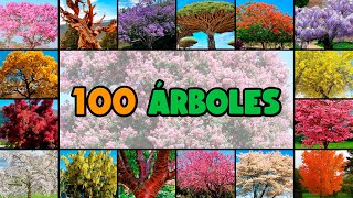 100 nombres de ÁRBOLES MUY COLORIDOS y PINTORESCOS [upl. by Iohk]