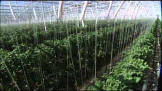 The Future of Farming Hydroponic Tomatoes  SoCal Connected  KCET [upl. by Nylrats]