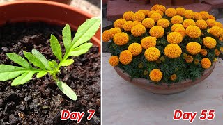 How to grow marigold  Tagetes in pots at home full update [upl. by Nelleeus]