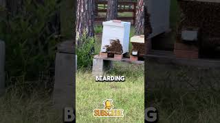 🐝 Bees Bearding What is THIS Farm LifeHomestead country bees farmlife home shorts [upl. by Aneem]