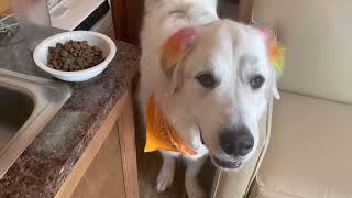 What I feed my Great Pyrenees [upl. by Kelli]