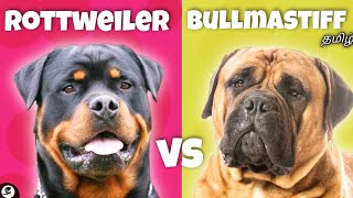 Rottweiler Vs Bullmastiff  powerful  big dogs  guarding  funny 😂 [upl. by Suriaj]