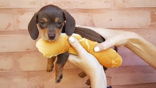 33 Cute and Funny Dachshund Videos Instagram  Adorable Sausage Dogs Try Not To Laugh Compilation [upl. by Ahsaet839]