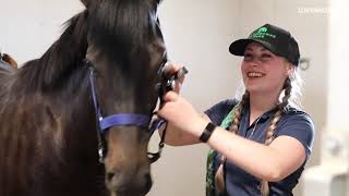 Day In The Life  Yearling Prep Stud Hand [upl. by Anitnatsnoc]