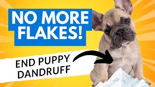 Puppy Dandruff and Dry Skin Causes Cures and Treatments [upl. by Edmonda]