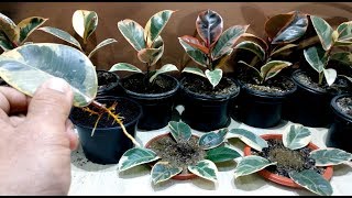 How to grow Ficus Elastica from single leaf [upl. by Imogene585]