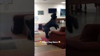 Happy dog dance bouvierdesflandres [upl. by Anayet685]