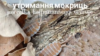 УТРИМАННЯ МОКРИЦЬ виду porcellio hoffmannseggi orange  чи подобаються мені ці мокриці [upl. by Romeu]