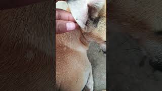 Cleaning Ticks form dogy dailyvlogs dogvlogs tick cleaning dogs 🐕🐶🐕🐕🐕🐕🐕🐕🐕 [upl. by Idroj430]