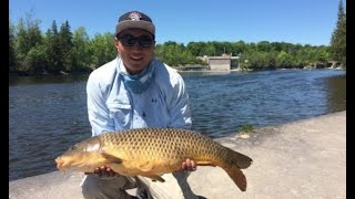 Carp Fishing River Dams Peterborough Kawartha Ontario [upl. by Assennej]