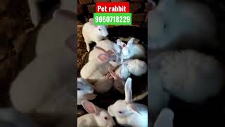 pushpa rabbit farming cute cutebaby khargosh new [upl. by Aisek]