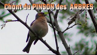 PINSON des ARBRES chant dOiseau [upl. by Terrijo308]