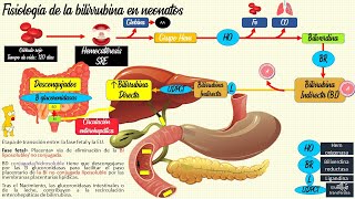 Ictericia neonatal Fisiológica y patológica👶 PEDIATRÍA [upl. by Portia923]