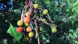 Pacific Madrone  Arbutus menziesii  Part 2 Multicolored Berries [upl. by Kcerred]