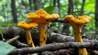 Chanterelle commune [upl. by Good]