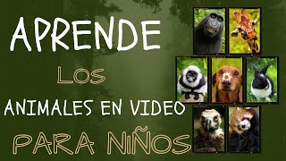 🐾 Aprende los Animales  Video con Animales Para Niños de 0 a 2 Años 🌟 [upl. by Graner37]