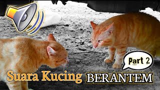 Suara kucing berantem part 2 [upl. by Sprage716]