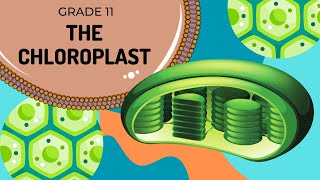 The CHLOROPLAST  Cell organelles made easy [upl. by Nuahs]