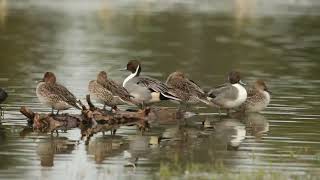 Northern pintail duck  Merced NWR california [upl. by Marcoux7]