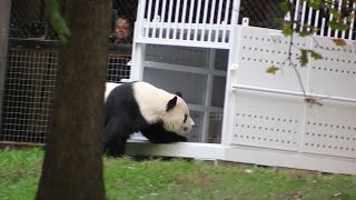 10202023 Giant Panda Tian Tian has a crate in his yard Keeper interacts with him [upl. by Ennoira617]