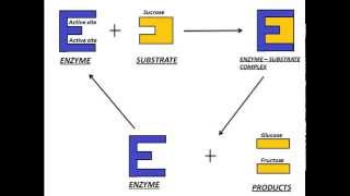 Mechanism of Enzyme Action [upl. by Assened739]