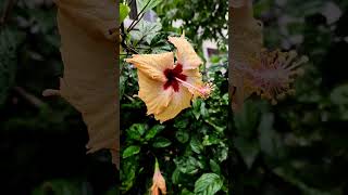 mandara flowers rain coolclimate garden hyderabad landscaping nursery song trendingtrend [upl. by Enilra]