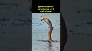 যেটা আপনার ভাগ্য নেই tiktok love youtube youtubeshorts ytshorts trending subscribe reels yt [upl. by Kcirdnekal]