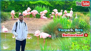 Tierpark Bern Switzerland 🇨🇭 [upl. by Dutchman]