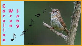 CAROLINA WREN SONG II CALL II MALE [upl. by Trixy853]