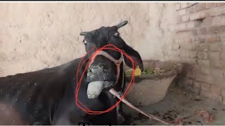 Botulism in cow l symptoms of botulism l लाइलाज बीमारी I नो ट्रीटमेण्ट I dr umar khan [upl. by Mohr]