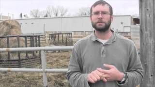 Beef Research School  Properly Diagnosing Causes of Lameness In Cattle [upl. by Idissac]