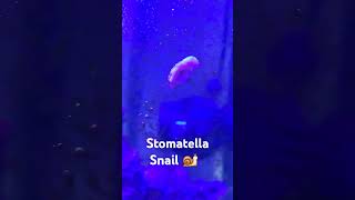 Stomatella Snail 🐌 shorts snail [upl. by Choo]