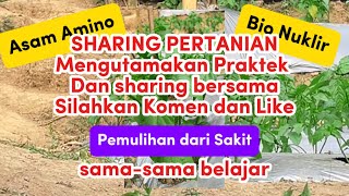 Aplikasi Asam Amino BioNuklir Nitrobacter Kalium Pospat  pemulihan dr Kriting amp Kuning 17 Agust 24 [upl. by Kathleen]