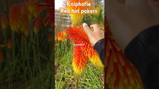 Kniphofia  Red hot pokers Kniphofia poker newzealand winter Kniphofia Bees sunst love [upl. by Vergne]