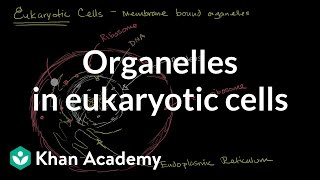 Organelles in eukaryotic cells  The cellular basis of life  High school biology  Khan Academy [upl. by Epp]