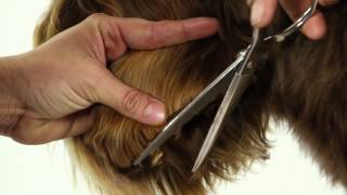 ALAA Australian Labradoodle Grooming Demo [upl. by Buine492]