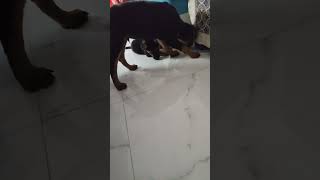 Rottweiler puppy barking so much rottweilerpuppy rottweiler shorts trending [upl. by Lifton516]