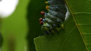 Cecropia Caterpillar Chewing Cherry [upl. by Arodaeht979]