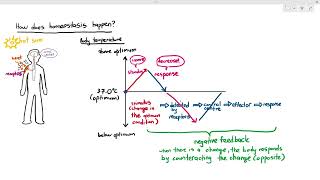 141 Introduction to Homeostasis Cambridge AS A Level Biology 9700 [upl. by Osgood]