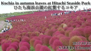 【Fireweed】Kochia in autumn leaves at Hitachi Seaside Park ひたち海浜公園の紅葉するコキア sightseeing [upl. by Freddie]