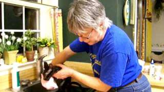 Grooming a Cornish Rex Part 2 [upl. by Treacy]