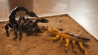 Dangerous Scorpion Documentary [upl. by Rigby]