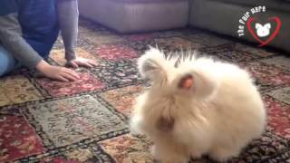 The Fair Hare English Angora [upl. by Stearn618]