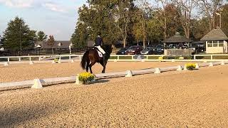 Wolf dressage novice a 2023 rrp makeover [upl. by Raskin140]