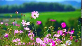 Flowers  Video Background HD 1080p [upl. by Atnoid366]