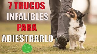 7 TRUCOS de ADIESTRAMIENTO CANINO para ADIESTRAR y ENSEÑAR a tu PERRO o CACHORRO en OBEDIENCIA [upl. by Placido795]